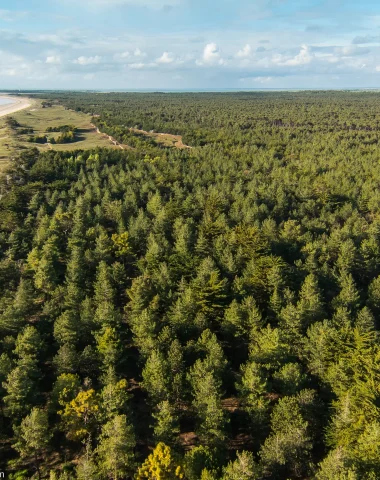 forest of pays de saint jean de monts