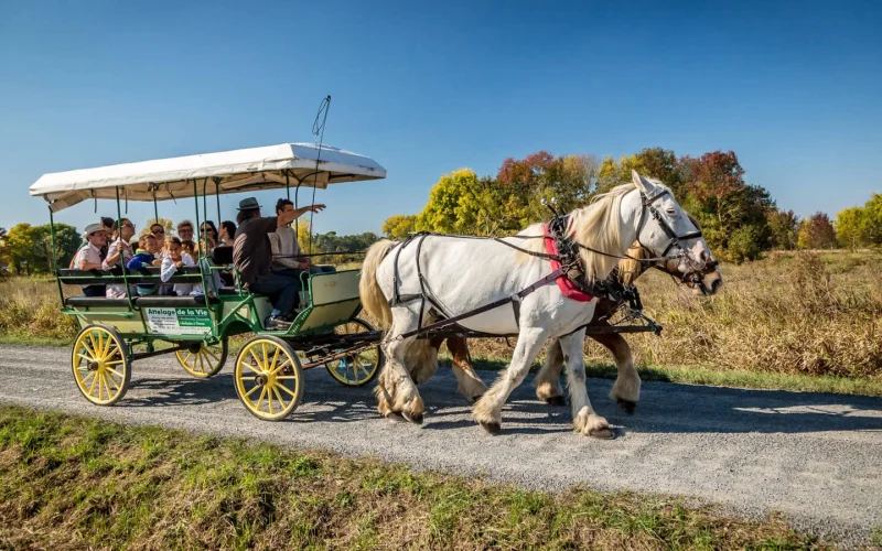 Carriage rides with Déambul in the Pays de Saint Jean de Monts