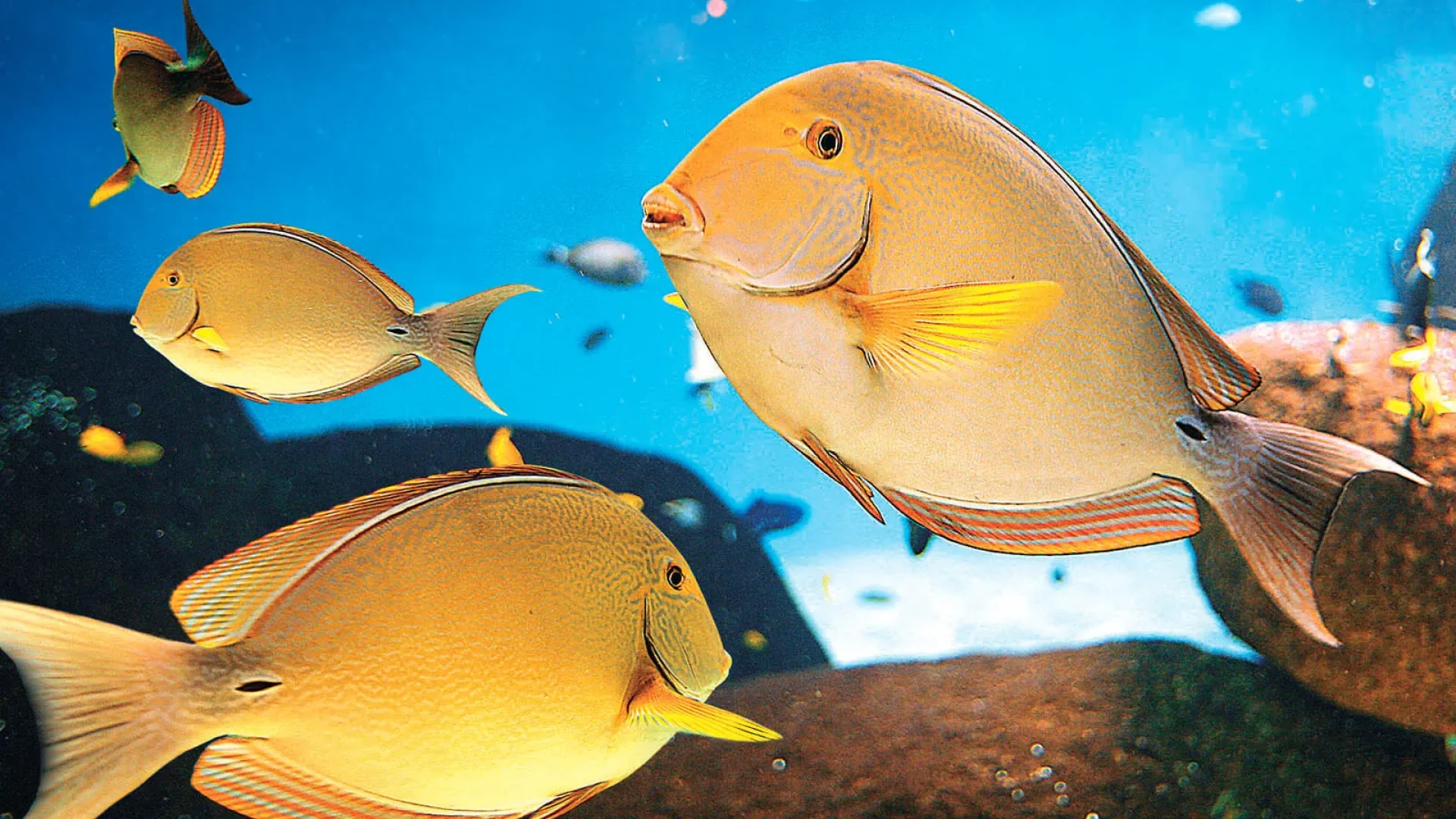 Fish in an aquarium in vendée