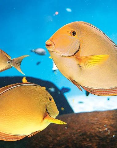 Fish in an aquarium in vendée