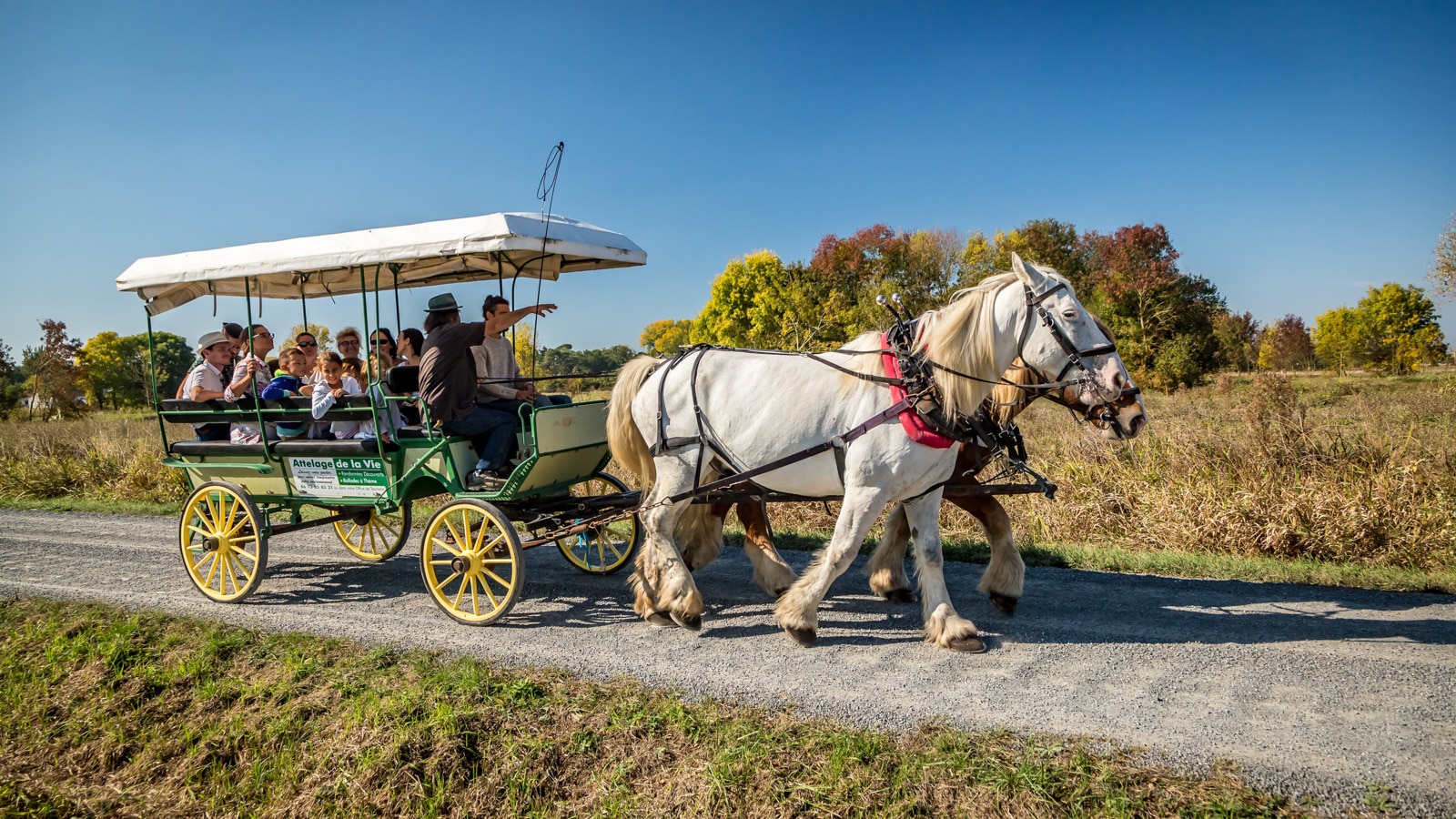 horse-drawn-carriages-vendee-stephane-grossin